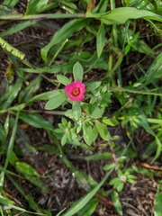 Portulaca amilis