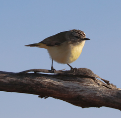 Acanthiza chrysorrhoa