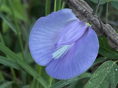 Centrosema virginianum