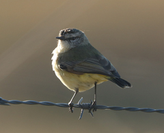 Acanthiza chrysorrhoa
