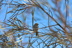 Ptilotula penicillata