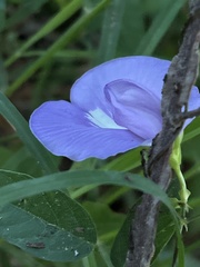 Centrosema virginianum