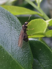 Nylanderia