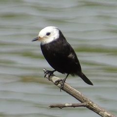 Arundinicola leucocephala