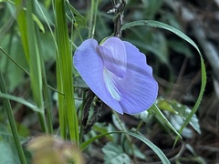 Centrosema virginianum