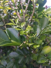 Nylanderia