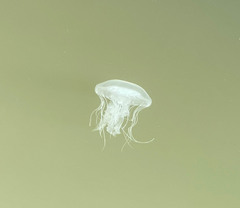 Chrysaora chesapeakei