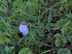 Centrosema virginianum