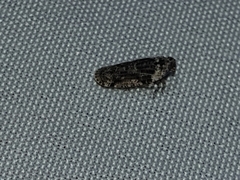 Catonia