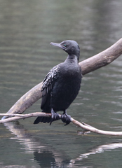 Phalacrocorax sulcirostris
