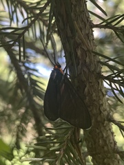 Ctenucha virginica