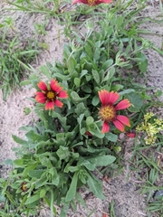 Gaillardia