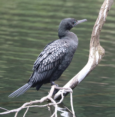 Phalacrocorax sulcirostris