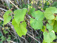 Vitis cinerea