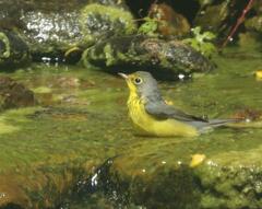 Cardellina canadensis