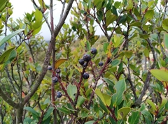 Vaccinium varingiifolium