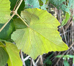 Vitis cinerea