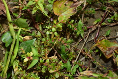 Rotala indica