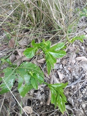 Passiflora edulis