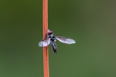 Ocyptamus dimidiatus