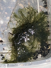 Bryopsis