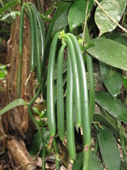 Vanilla planifolia