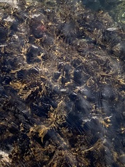 Carpophyllum maschalocarpum