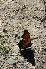 Polygonia progne