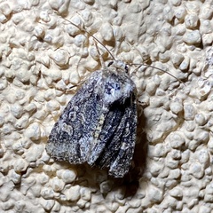 Lacinipolia