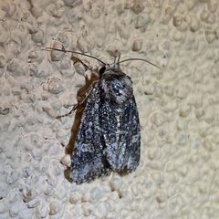 Lacinipolia