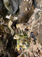 Spirobranchus cariniferus