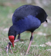 Porphyrio melanotus