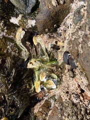 Spirobranchus cariniferus