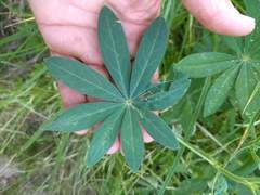 Lupinus burkei