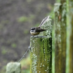 Rhipidura fuliginosa placabilis