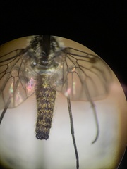 Rhagionidae