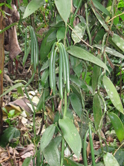 Vanilla planifolia