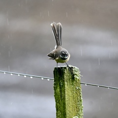 Rhipidura fuliginosa placabilis