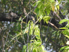Setophaga coronata coronata