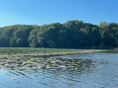 Nelumbo lutea