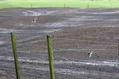 Rhipidura fuliginosa placabilis