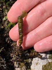 Splachnidium rugosum