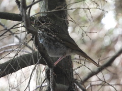 Catharus ustulatus