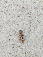 Cycloneda sanguinea