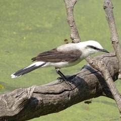 Fluvicola nengeta