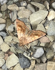 Phlogophora periculosa