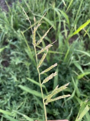 Eriochloa