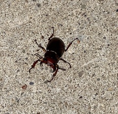 Lucanus capreolus