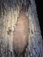 Fraxinus americana