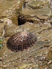 Cellana denticulata